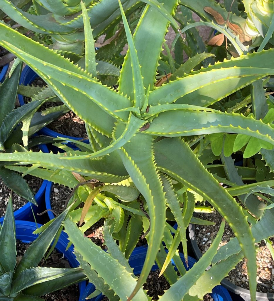 Aloe Arborescens Krantz Aloe Succulent Hyper 5818